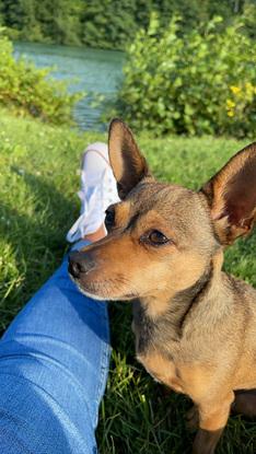 Mon ptit pinscher