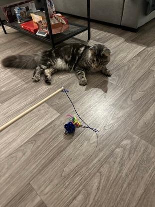 Le chat de ma copine