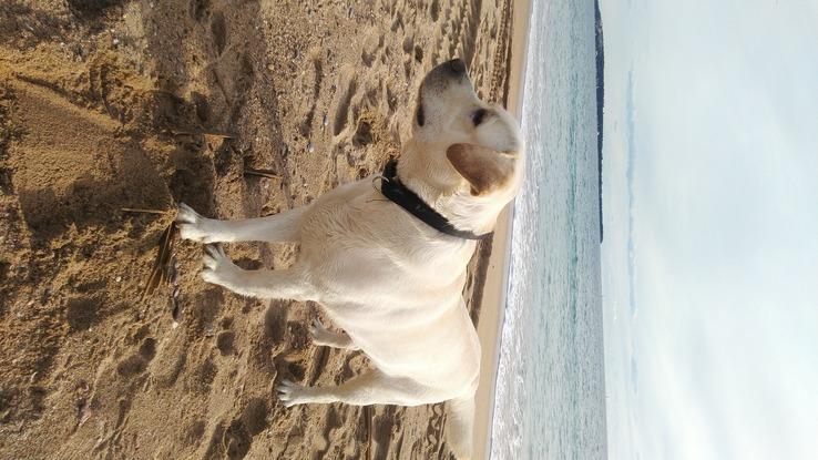 Tyson à la plage