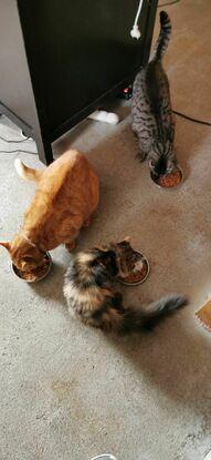 Moment repas