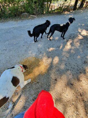 Balade avec les copains