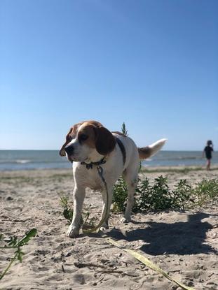 Promenade à la mer