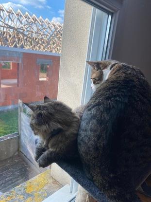 En pleine observation de notre petite terrasse fermé