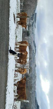 Molly et les belles limousine