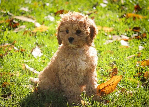 Gut Mon chiot
