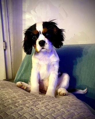 Tizie la chienne de ma mere