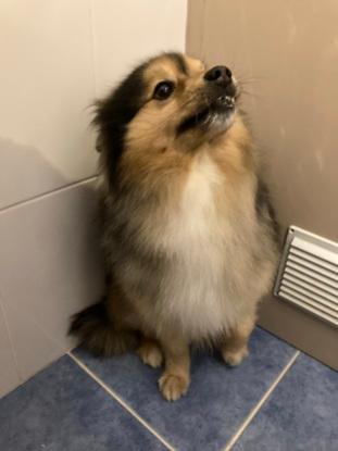 Tiloup après la douche