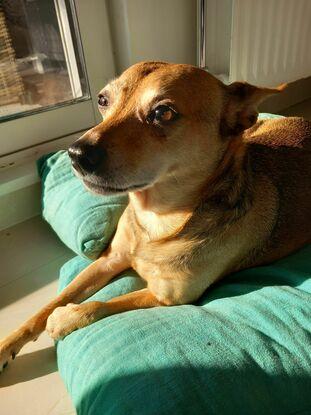 Garde de chien - Tiboy