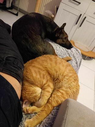 Garde d'animaux - Gohan et Luffy