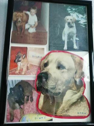 Mes trois chiens qui ont vécus chacun à 15 /16 et 128 ans. Diuke en janvier de cette anne