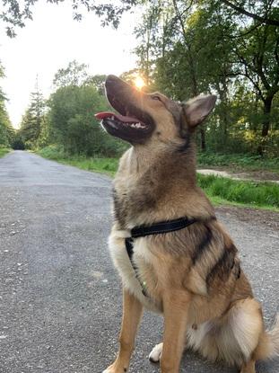 Malinois x colley de 1 an