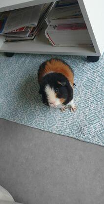 Zorro mon cochon d'inde