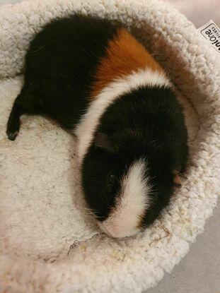 Sieste dans son petit panier