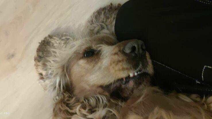 Câlin