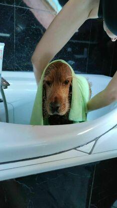 Bain