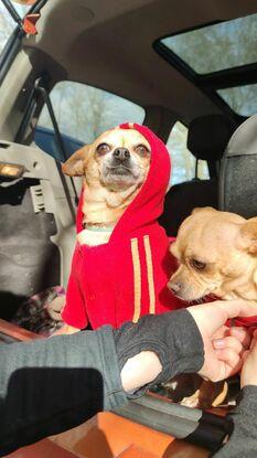 Chiens de mon amie