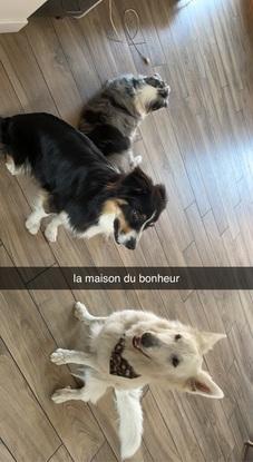 Mon chien, celui de ma soeur, et un nouveau copain!