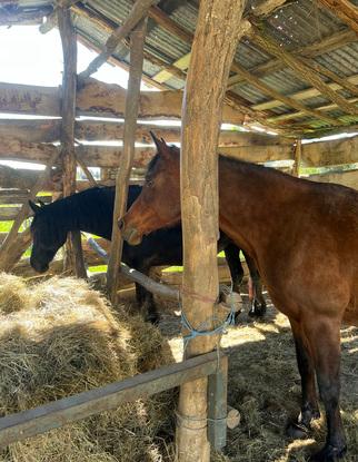 Je faisais également de l’équitation