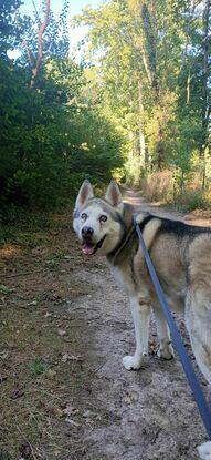 Mon beau chien ❤️
