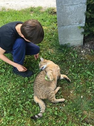 Mon deuxième chat en train de jouer avec mon frère