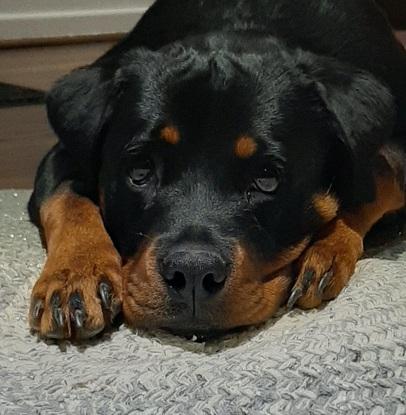 La chienne que j’ai pu promener de nombreuses fois (rottweiler)