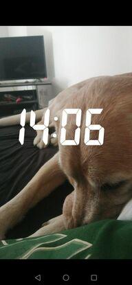 Ioko le s