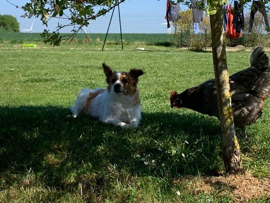 Rencontre avec la poule