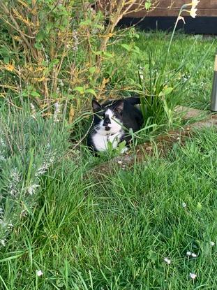 Je me cache dans les hautes herbes