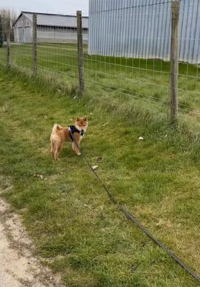 Promenade de Taïwan, shiba-inu de 3 mois