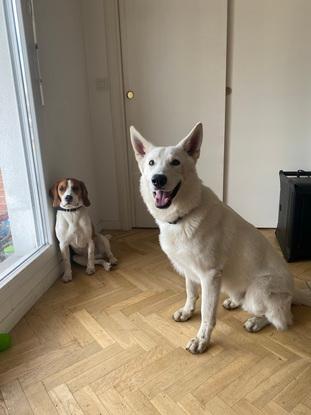 Tiwouan et Sirius