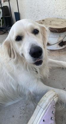 Réglisse, un chiens qui a adoré notre après-midis course et base ball