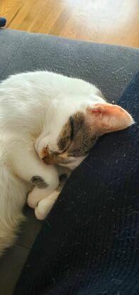Mon petit chat