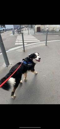 Dogsiting