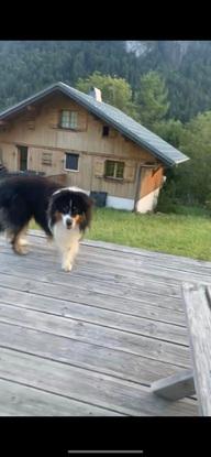 (mon chien)