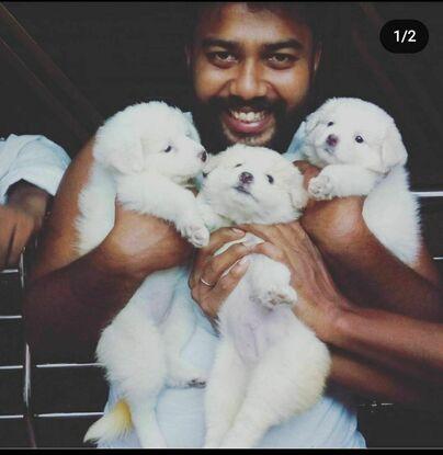 My puppies
