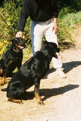 Les chiens de mon enfance