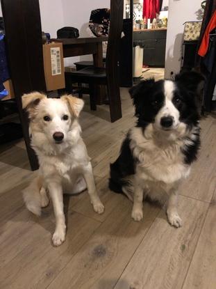 Pepsi et sa fille Toulouse