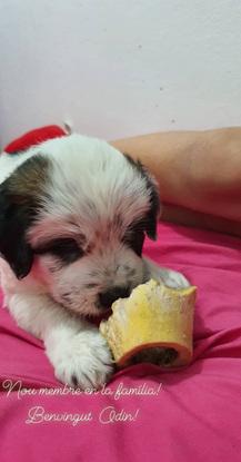 M🐶
