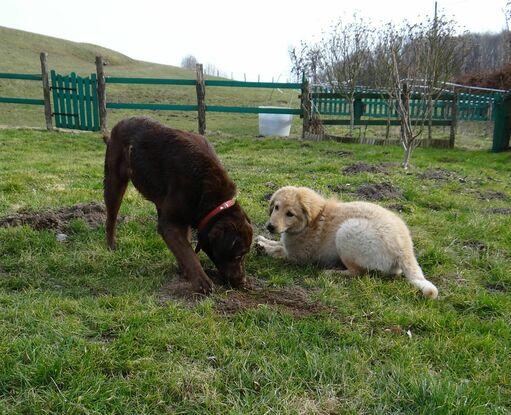 "Qu'est-ce-que tu cherches ? Des truffes ?"