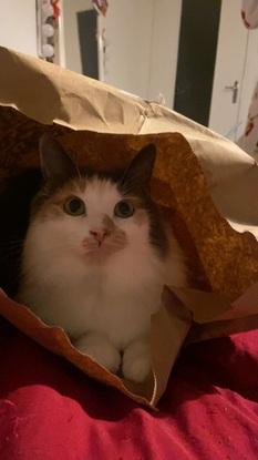 ma chatte