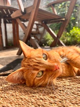 Un chat que j’ai gardé à 5 reprises chez la propriétaire