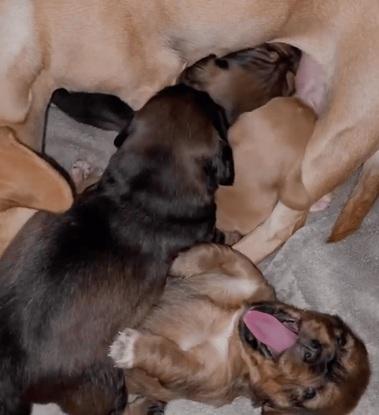 Mes chiots et leur mère Obane