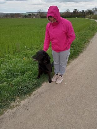Promenade du loulou beauceron coupe de labrador 8 ans