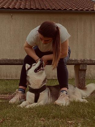 Petite pose après la promenade husky âgé de 2 ans