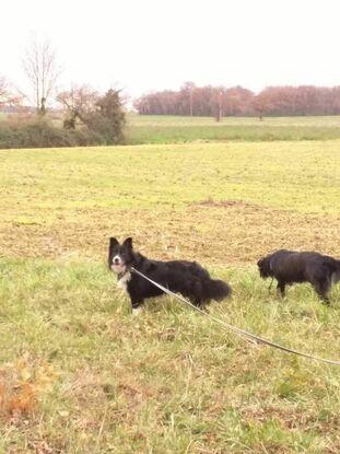 Jack et Nickie (chiens de la famille)