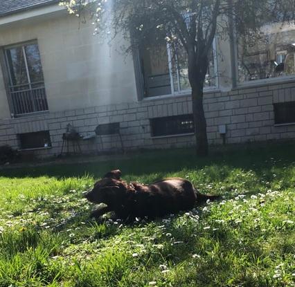 Mon ancien chien qui courre dans le jardin