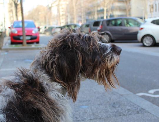 mon chien d’enfance qui était un drahthaar