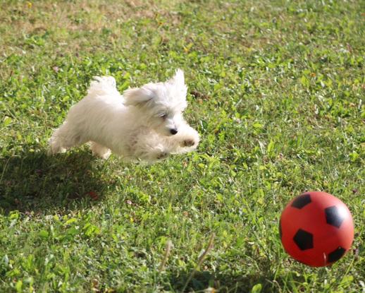 ma chienne plus jeune