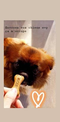 Mon toutou