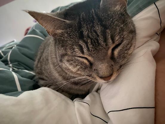 Mon chat